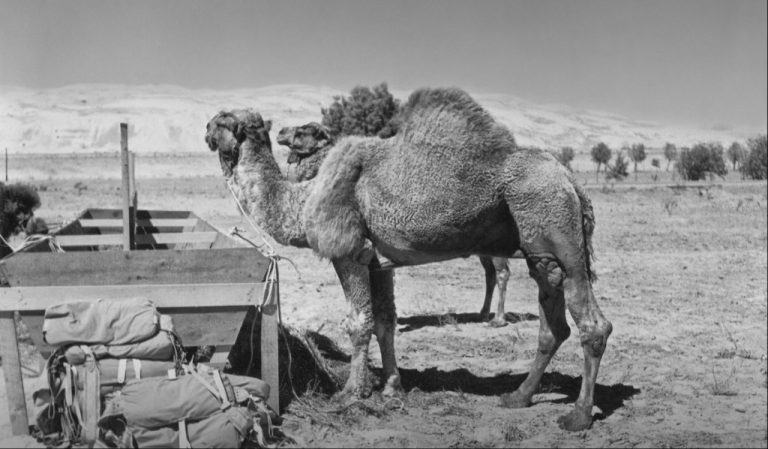 Camel days: From ‘The Ten Commandments’ to San Diego Zoo movie stars